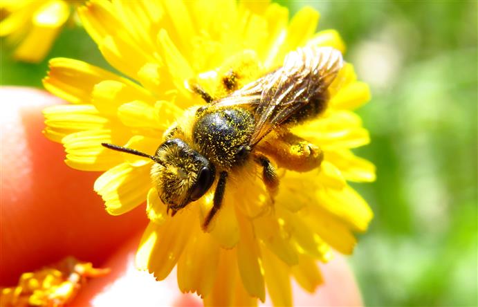 Bee for ID:   Andrena sp.,  femmina